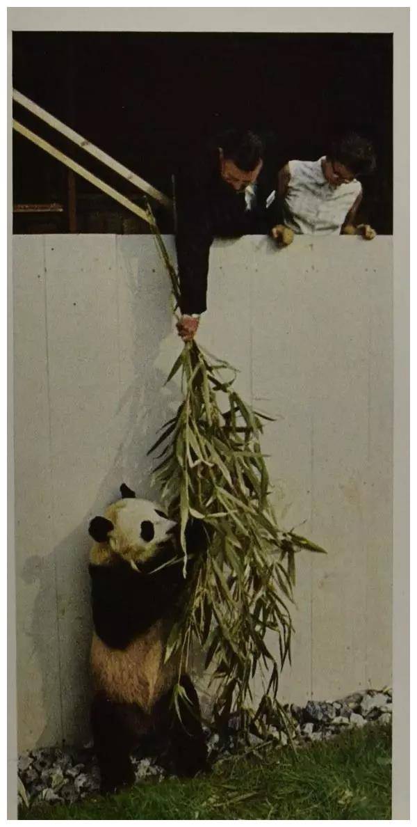 松夫人一盒香烟接着说一番话让她激动不已麻将胡了试玩平台1972年周恩来送尼克