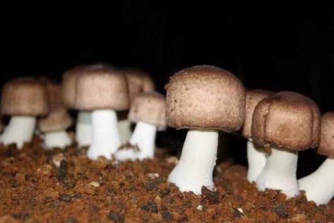 ”！肉质肥厚、香气独特且营养极高咋做好吃麻将胡了2模拟器试玩它被誉为“菌中之王(图11)