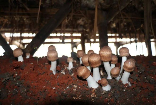 ”！肉质肥厚、香气独特且营养极高咋做好吃麻将胡了2模拟器试玩它被誉为“菌中之王(图13)