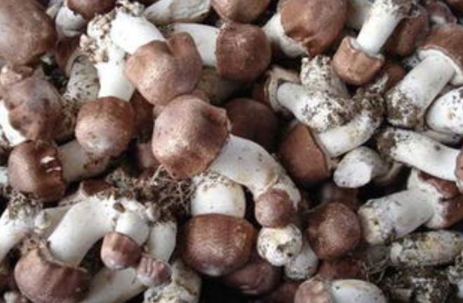 ”！肉质肥厚、香气独特且营养极高咋做好吃麻将胡了2模拟器试玩它被誉为“菌中之王(图15)